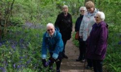 Bluebell-Spotting-Redhill