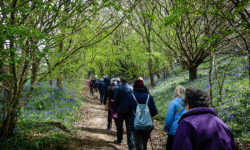 Line-of-walkers-Bluebells-1