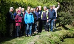 Line-of-walkers-Bluebells