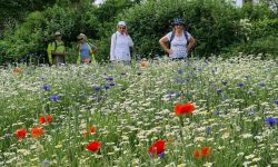 Moors & Marshes wild flowers