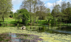 Tandridge-Pond