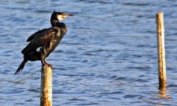 cormorant_watercolour